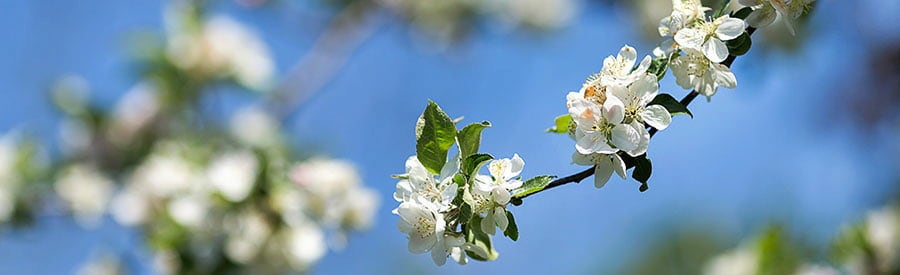 Marken / Mostbarone / Gutes vom Lieglhof