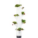 Gusta Garden Sissi Strawberry Hanging - Weiss