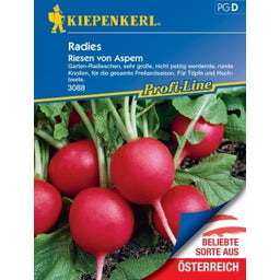 Radies Riesen von Aspern - 1 Pkg