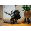 CharLine Krmno oglje v prahu za pse - 450 g