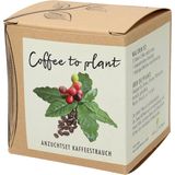 "Coffee to plant" kávécserje termesztő szett