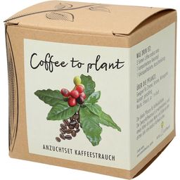 Anzuchtset Coffee to plant - Kaffeestrauch