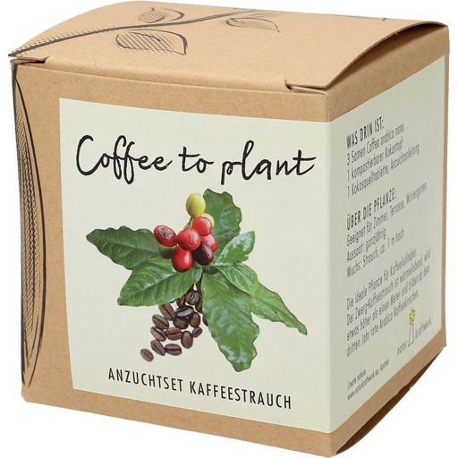 Anzuchtset Coffee to plant - Kaffeestrauch - 1 Stk