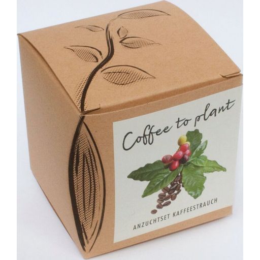 Pot de Culture Coffee to Plant - Caféier  - 1 pcs