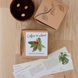 Pot de Culture Coffee to Plant - Caféier  - 1 pcs