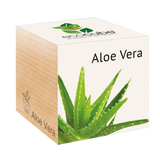 Feel Green ecocube - Pianta Esotica