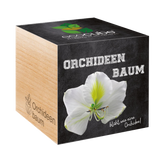 Feel Green ecocube "Orchid Tree"