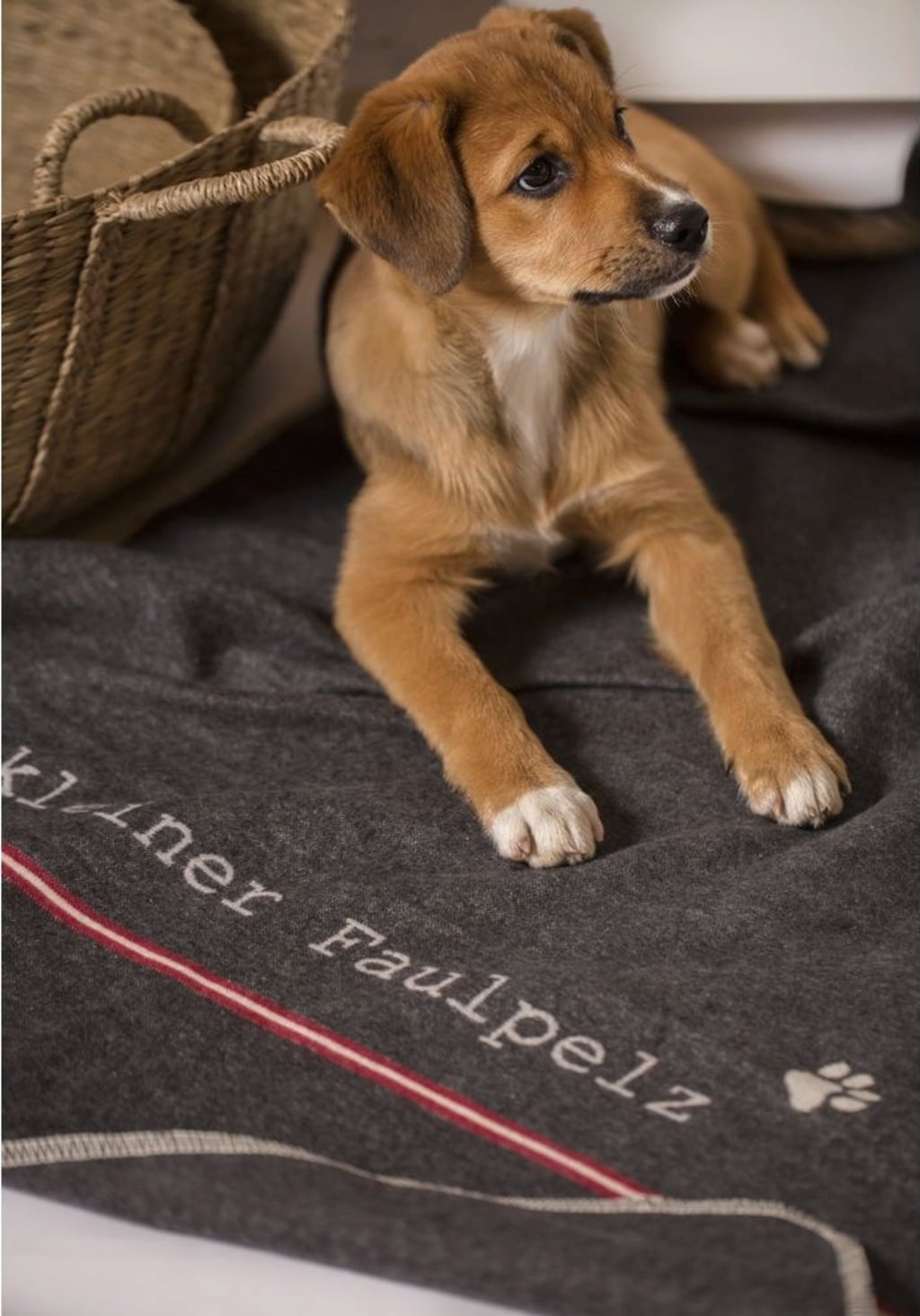 Couverture pour Animaux 