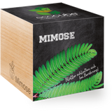 Feel Green ecocube "Mimose"