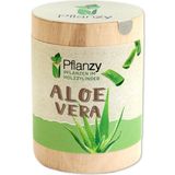 Feel Green Pflanzy - Aloe Vera