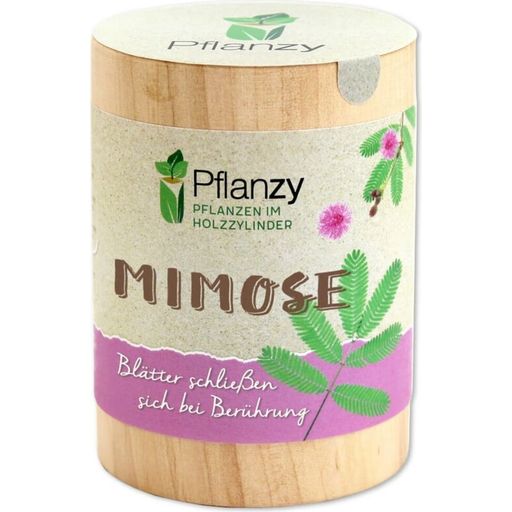 Feel Green Pflanzy Mimosa - 1 stuk