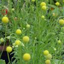 Set di Coltivazione - Fiore Ananas - Cephalophora Aromatica - 1 pz.