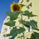 naturkraftwerk Giant Sunflower - Growing Set - 1 Pc