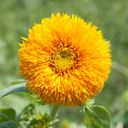 Set di Coltivazione - You are a Sunshine Flower - 1 pz.