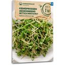 Biologische Kiemgroente/Microgreens - Radijs 