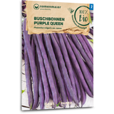 Samen Maier Organic Bush Beans "Purple Queen"