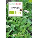 Samen Maier Bio dzikie kwiaty - szczaw zwyczajny - 1 Pkg