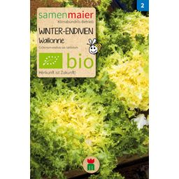 Samen Maier Biologische Winterandijvie “Wallonië” - 1 Pkg