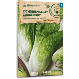 Samen Maier Organic Chicory Salad "Zuckerhut"