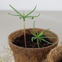 Zestaw do uprawy/GrowKit 