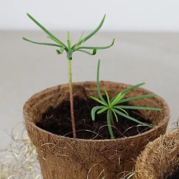 Zestaw do uprawy/GrowKit 