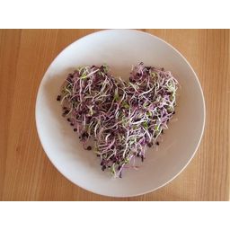 Rauers Ernte Radish Sprouts