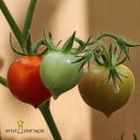 naturkraftwerk Semena rastlin 