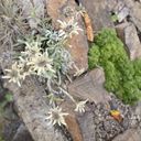 naturkraftwerk Kweekset alpine edelweiss