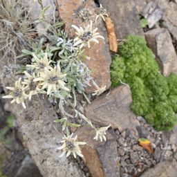 naturkraftwerk Alpine Edelweiss Growing Set