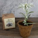 naturkraftwerk Alpine Edelweiss Growing Set