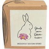 naturkraftwerk Anzucht-Set "Gruss vom Osterhasen"