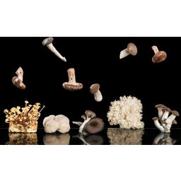 Miscela di Spezie Bio -​ Funghi Grigliati